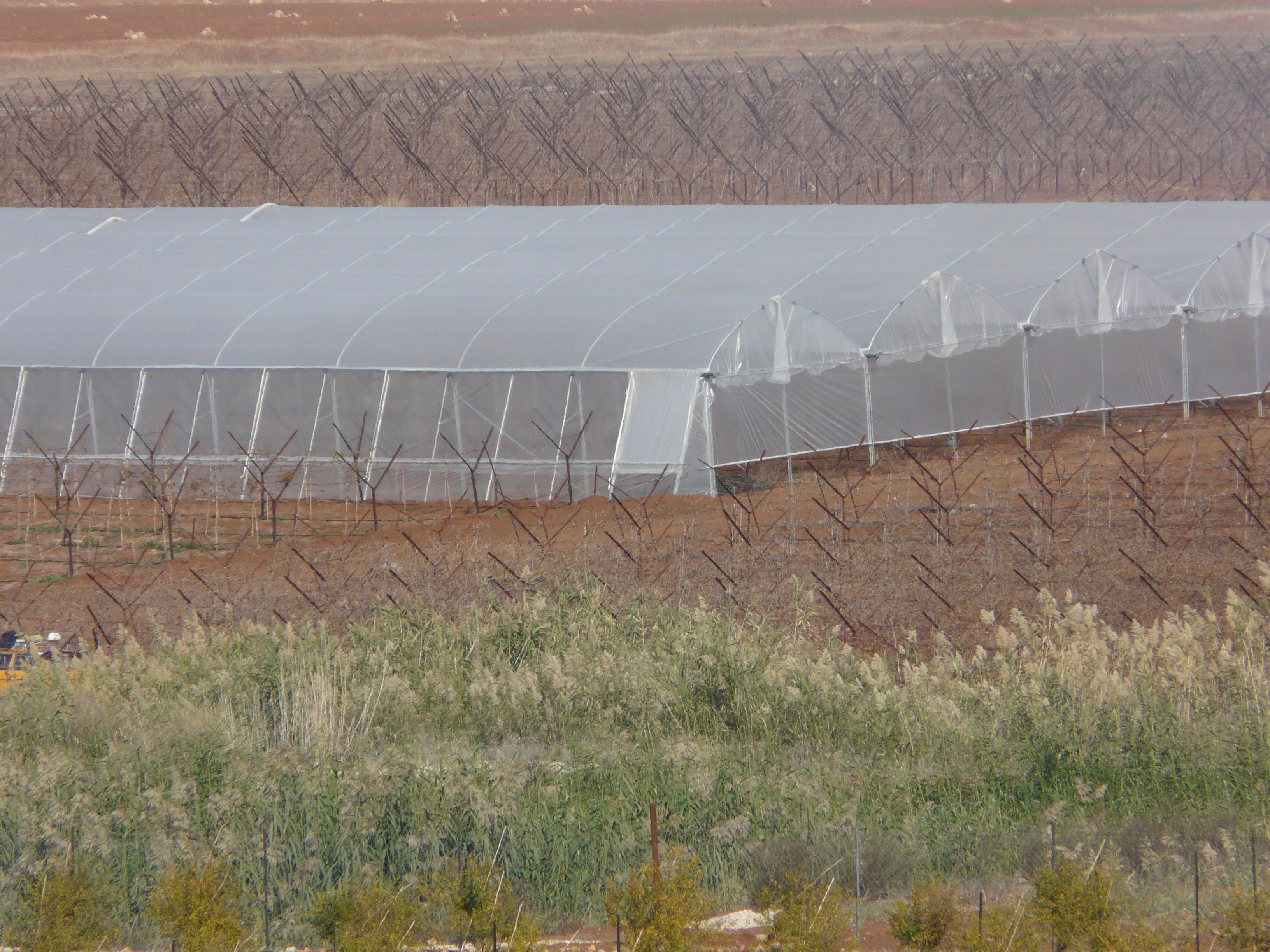 Greenhouse Israel